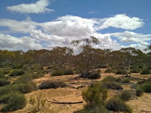 The Calperum environment