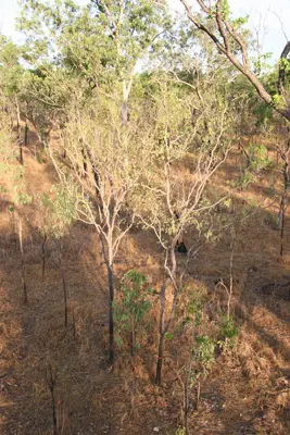 View of canopy from top of instrument mast