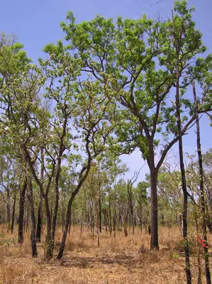 The understory of the tower site