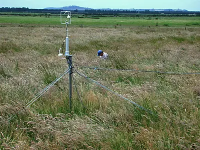 Same pasture site after removal of cattle grazing and planted with kanuka trees at 1 metre intervals (25 Jan 2007)
