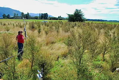 Kanuka trees starting to dominate the grass and in some places forming a closed canopy (15 Feb 2011)