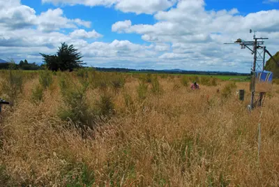 The young kanuka trees are starting to rise above the grass (26 Jan 2010)