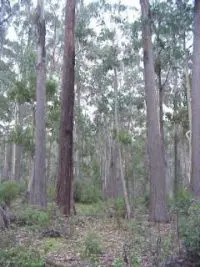 Forest floor at monitoring site