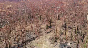 Approximately 50 days after bushfire passed through the site. (UAV image courtesy of Dr. Jessica Hodgson)
