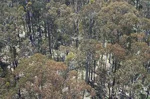 View of Eucalyptus delegatensis canopy from top of instrument mast
