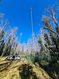 Dead Alpine Ash and Mountain Gum regrowth since the fire (photo taken 04/05/2022)