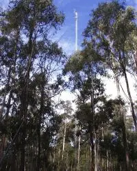 View of 70m instrument mast and forest canopy