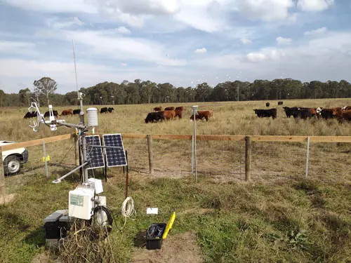 Yarramundi Control Paddock site, view facing south with cattle and egrets